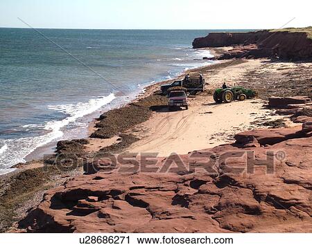 Stock Image -  Canada, Prince Edward Island, Queens County, Gulf of Saint Lawrence, Cavendish Beach, Prince Edward Island National Park, Harvesting Irish Moss on the beach. Fotosearch