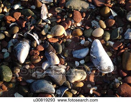 Canada, Prince Edward Island, Queens County, Gulf of Saint Lawrence, Cavendish Beach, Prince Edward Island National Park, seashells, close-up View Large Photo Image Stock Image -  Canada, Prince Edward Island, Queens County, Gulf of Saint Lawrence, Cavendish Beach, Prince Edward Island National Park, seashells, close-up. Fotosearch