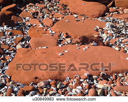 Canada, Prince Edward Island, Queens County, Gulf of Saint Lawrence, Cavendish Beach, Prince Edward Island National Park, red sandstone, seashells, beach, close-up View Large Photo Image Stock Image - Canada, Prince Edward Island, Queens County, Gulf of Saint Lawrence, Cavendish Beach, Prince Edward Island National Park, red sandstone, seashells, beach, close-up. Fotosearch