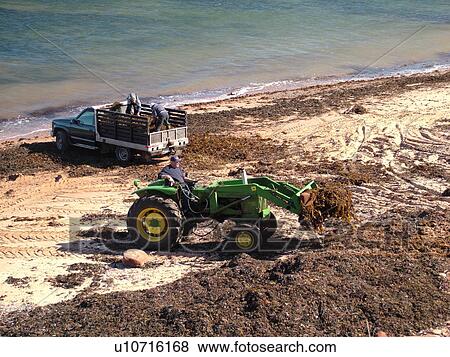 Stock Photo -  Canada, Prince Edward Island, Queens County, Gulf of Saint Lawrence, Cavendish Beach, Prince Edward Island National Park, Harvesting Irish Moss on the beach. Fotosearch