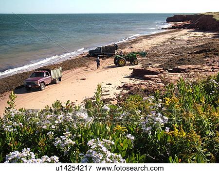 Canada, Prince Edward Island, Queens County, Gulf of Saint Lawrence, Cavendish Beach, Prince Edward Island National Park, Harvesting Irish Moss on the beach View Large Photo Image Stock Photo - Canada, Prince Edward Island, Queens County, Gulf of Saint Lawrence, Cavendish Beach, Prince Edward Island National Park, Harvesting Irish Moss on the beach. Fotosearch