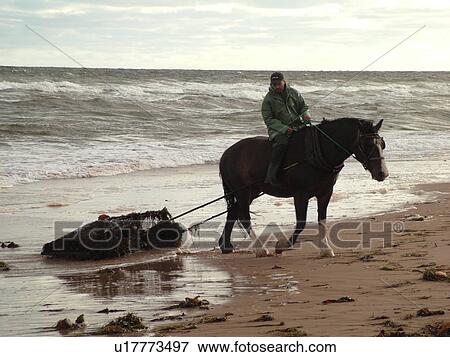 Stock Photo -  Canada, Prince Edward Island, Queens County, Gulf of Saint Lawrence, Cavendish Beach, Prince Edward Island National Park, Harvesting Irish Moss with horse and rider along the coast. Fotosearch