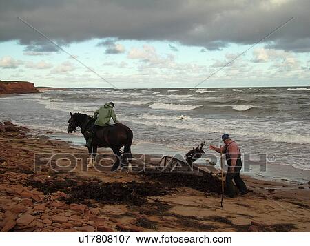 Canada, Prince Edward Island, Queens County, Gulf of Saint Lawrence, Cavendish Beach, Prince Edward Island National Park, Harvesting Irish Moss with horse and rider along the coast View Large Photo Image Stock Photo - Canada, Prince Edward Island, Queens County, Gulf of Saint Lawrence, Cavendish Beach, Prince Edward Island National Park, Harvesting Irish Moss with horse and rider along the coast. Fotosearch