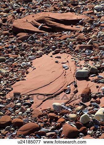 Canada, Prince Edward Island, Queens County, Gulf of Saint Lawrence, Cavendish Beach, Prince Edward Island National Park, red sandstone, seashells, beach, close-up View Large Photo Image Stock Photo - Canada, Prince Edward Island, Queens County, Gulf of Saint Lawrence, Cavendish Beach, Prince Edward Island National Park, red sandstone, seashells, beach, close-up. Fotosearch