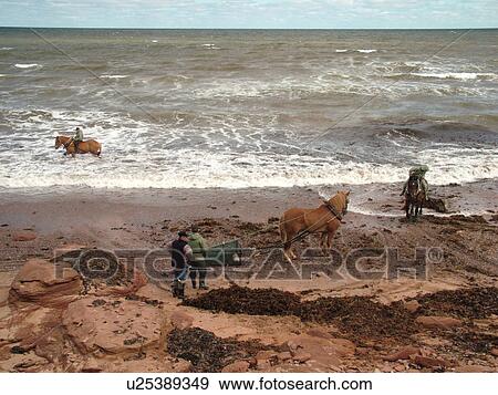 Canada, Prince Edward Island, Queens County, Gulf of Saint Lawrence, Cavendish Beach, Prince Edward Island National Park, Harvesting Irish Moss with horses and riders along the coast View Large Photo Image Stock Photo - Canada, Prince Edward Island, Queens County, Gulf of Saint Lawrence, Cavendish Beach, Prince Edward Island National Park, Harvesting Irish Moss with horses and riders along the coast. Fotosearch