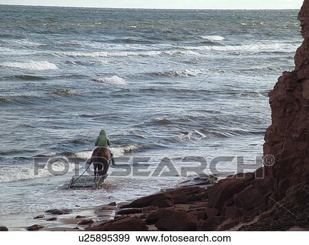 Canada, Prince Edward Island, Queens County, Gulf of Saint Lawrence, Cavendish Beach, Prince Edward Island National Park, Harvesting Irish Moss with horse and rider along the coast View Large Photo Image Stock Photo - Canada, Prince Edward Island, Queens County, Gulf of Saint Lawrence, Cavendish Beach, Prince Edward Island National Park, Harvesting Irish Moss with horse and rider along the coast. Fotosearch