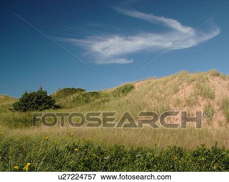 Canada, Prince Edward Island, Queens County, Gulf of Saint Lawrence, Cavendish Beach, Prince Edward Island National Park, sand dunes, beach View Large Photo Image Stock Photo -  Canada, Prince Edward Island, Queens County, Gulf of Saint Lawrence, Cavendish Beach, Prince Edward Island National Park, sand dunes, beach. Fotosearch