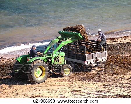 Stock Photo -  Canada, Prince Edward Island, Queens County, Gulf of Saint Lawrence, Cavendish Beach, Prince Edward Island National Park, Harvesting Irish Moss on the beach. Fotosearch