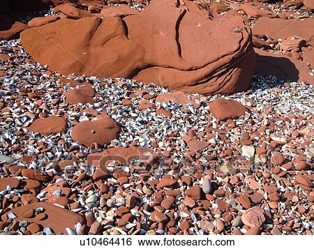 Canada, Prince Edward Island, Queens County, Gulf of Saint Lawrence, Cavendish Beach, Prince Edward Island National Park, red sandstone, seashells, beach, close-up View Large Photo Image Stock Photograph - Canada, Prince Edward Island, Queens County, Gulf of Saint Lawrence, Cavendish Beach, Prince Edward Island National Park, red sandstone, seashells, beach, close-up. Fotosearch