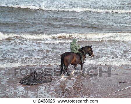 Canada, Prince Edward Island, Queens County, Gulf of Saint Lawrence, Cavendish Beach, Prince Edward Island National Park, Harvesting Irish Moss with horse and rider along the coast View Large Photo Image Stock Photograph - Canada, Prince Edward Island, Queens County, Gulf of Saint Lawrence, Cavendish Beach, Prince Edward Island National Park, Harvesting Irish Moss with horse and rider along the coast. Fotosearch