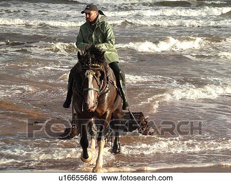 Canada, Prince Edward Island, Queens County, Gulf of Saint Lawrence, Cavendish Beach, Prince Edward Island National Park, Harvesting Irish Moss with horse and rider along the coast View Large Photo Image Stock Photograph - Canada, Prince Edward Island, Queens County, Gulf of Saint Lawrence, Cavendish Beach, Prince Edward Island National Park, Harvesting Irish Moss with horse and rider along the coast. Fotosearch