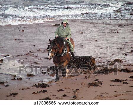Canada, Prince Edward Island, Queens County, Gulf of Saint Lawrence, Cavendish Beach, Prince Edward Island National Park, Harvesting Irish Moss with horse and rider along the coast View Large Photo Image Stock Photograph - Canada, Prince Edward Island, Queens County, Gulf of Saint Lawrence, Cavendish Beach, Prince Edward Island National Park, Harvesting Irish Moss with horse and rider along the coast. Fotosearch