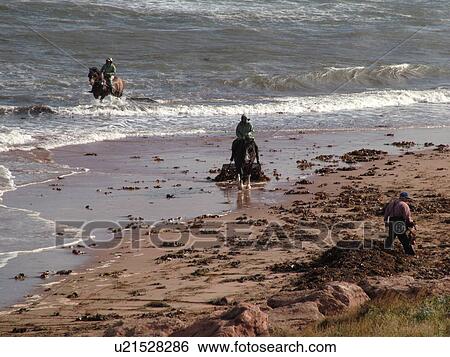 Canada, Prince Edward Island, Queens County, Gulf of Saint Lawrence, Cavendish Beach, Prince Edward Island National Park, Harvesting Irish Moss with horses and riders along the coast View Large Photo Image Stock Photograph - Canada, Prince Edward Island, Queens County, Gulf of Saint Lawrence, Cavendish Beach, Prince Edward Island National Park, Harvesting Irish Moss with horses and riders along the coast. Fotosearch