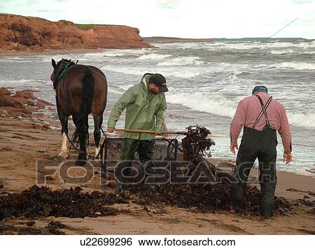 Stock Photograph -  Canada, Prince Edward Island, Queens County, Gulf of Saint Lawrence, Cavendish Beach, Prince Edward Island National Park, Harvesting Irish Moss with horse and rider along the coast. Fotosearch
