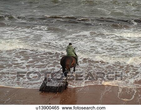 Stock Photography -  Canada, Prince Edward Island, Queens County, Gulf of Saint Lawrence, Cavendish Beach, Prince Edward Island National Park, Harvesting Irish Moss with horse and rider along the coast. Fotosearch