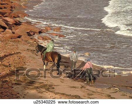 Stock Photography -  Canada, Prince Edward Island, Queens County, Gulf of Saint Lawrence, Cavendish Beach, Prince Edward Island National Park, Harvesting Irish Moss with horse and rider along the coast. Fotosearch