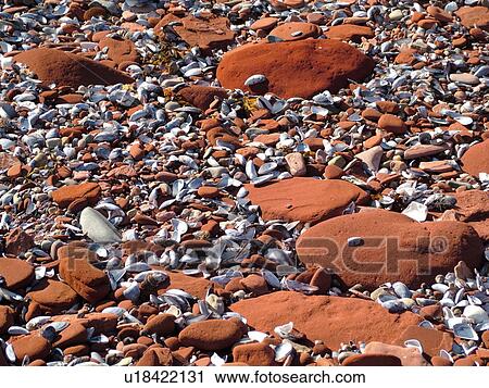 Stock Image -  Canada, Prince Edward Island, Cavendish Beach, Queens County, Gulf of Saint Lawrence, Prince Edward Island National Park, red sandstone, seashells, beach, close-up. Fotosearch
