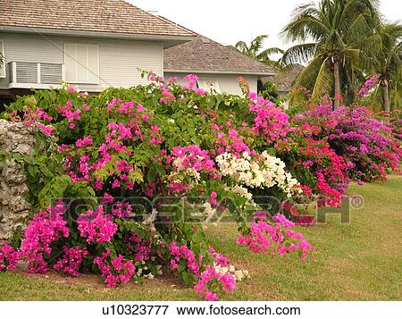 Stock Photo -  Chokoloskee, FL, Florida, Sunset Cove, Bougainvillea bushes, flowers. Fotosearch