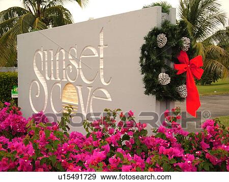 Chokoloskee, FL, Florida, Sunset Cove, Bougainvillea bushes, flowers View Large Photo Image Stock Photo - Chokoloskee, FL, Florida, Sunset Cove, Bougainvillea bushes, flowers. Fotosearch