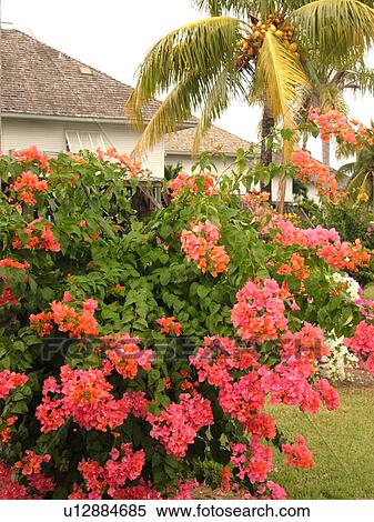 Chokoloskee, FL, Florida, Sunset Cove, Bougainvillea bushes, flowers View Large Photo Image Stock Photography - Chokoloskee, FL, Florida, Sunset Cove, Bougainvillea bushes, flowers. Fotosearch