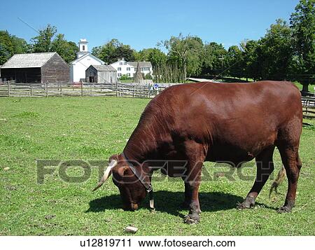Stock Image -  Cooperstown, NY, New York, The Farmers' Museum, oxen. Fotosearch