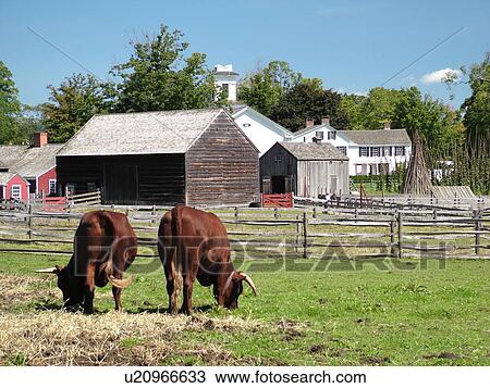 Cooperstown, NY, New York, The Farmers' Museum, oxen View Large Photo Image Stock Image - Cooperstown, NY, New York, The Farmers' Museum, oxen. Fotosearch