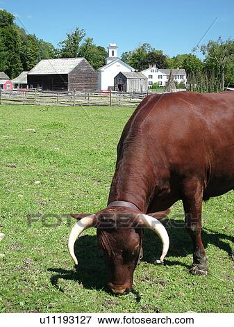 Stock Photo -  Cooperstown, NY, New York, The Farmers' Museum, oxen. Fotosearch