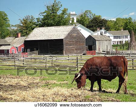 Cooperstown, NY, New York, The Farmers' Museum, oxen View Large Photo Image Stock Photo - Cooperstown, NY, New York, The Farmers' Museum, oxen. Fotosearch