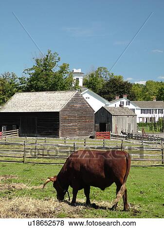 Cooperstown, NY, New York, The Farmers' Museum, oxen View Large Photo Image Stock Photo - Cooperstown, NY, New York, The Farmers' Museum, oxen. Fotosearch