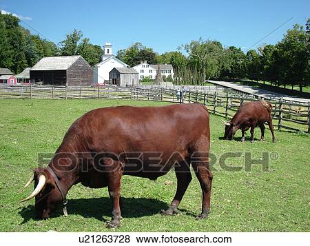 Cooperstown, NY, New York, The Farmers' Museum, oxen View Large Photo Image Stock Photo - Cooperstown, NY, New York, The Farmers' Museum, oxen. Fotosearch