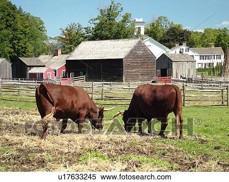 Cooperstown, NY, New York, The Farmers' Museum, oxen View Large Photo Image Stock Photography - Cooperstown, NY, New York, The Farmers' Museum, oxen. Fotosearch