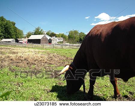 Stock Photography -  Cooperstown, NY, New York, The Farmers' Museum, oxen. Fotosearch