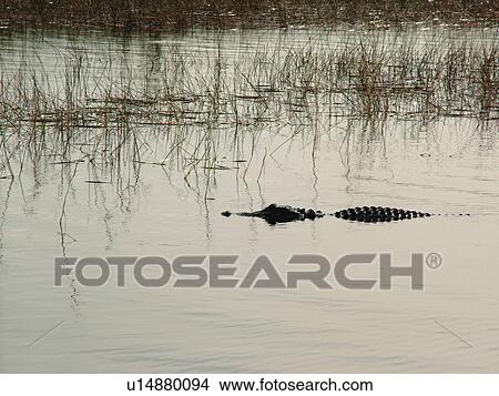 Picture -  Everglades, FL, Florida, Big Cypress Swamp, American Alligator, floating, swimming. Fotosearch
