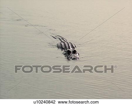 Everglades, FL, Florida, Big Cypress Swamp, American Alligator, floating, swimming View Large Photo Image Stock Image - Everglades, FL, Florida, Big Cypress Swamp, American Alligator, floating, swimming. Fotosearch