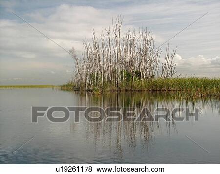 Everglades, FL, Florida, Big Cypress Swamp View Large Photo Image Stock Photo - Everglades, FL, Florida, Big Cypress Swamp. Fotosearch