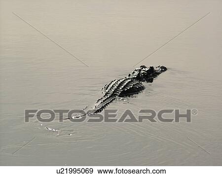 Stock Photo -  Everglades, FL, Florida, Big Cypress Swamp, American Alligator, floating, swimming. Fotosearch