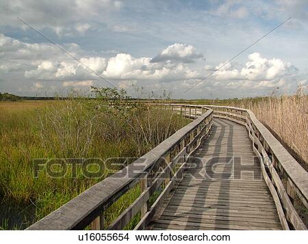 Everglades National Park, FL, Florida, Anhinga Trail, boardwalk View Large Photo Image Picture - Everglades National Park, FL, Florida, Anhinga Trail, boardwalk. Fotosearch