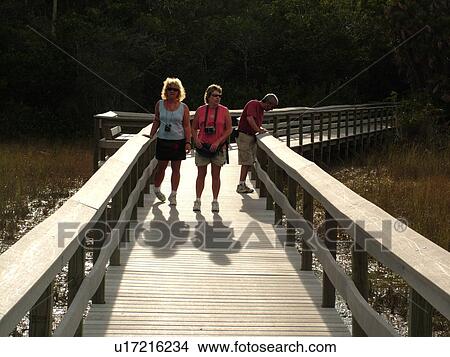Everglades National Park, FL, Florida, Mahogany Hammock Trail, elevated boardwalk View Large Photo Image Picture - Everglades National Park, FL, Florida, Mahogany Hammock Trail, elevated boardwalk. Fotosearch