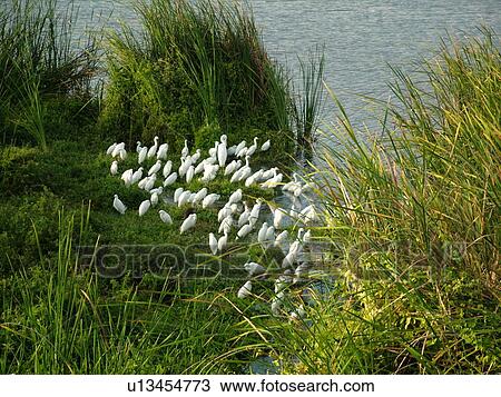 Everglades National Park, FL, Florida, Flamingo, Echo Pond, Snowy Egrets, Great Egrets View Large Photo Image Stock Image - Everglades National Park, FL, Florida, Flamingo, Echo Pond, Snowy Egrets, Great Egrets. Fotosearch