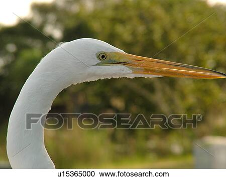 Everglades National Park, FL, Florida, Yellow-Billed Egret or Intermediate Egret View Large Photo Image Stock Image - Everglades National Park, FL, Florida, Yellow-Billed Egret or Intermediate Egret. Fotosearch