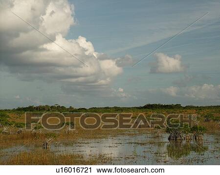 Everglades National Park, FL, Florida, Mangrove Trees, freshwater marsh View Large Photo Image Stock Image - Everglades National Park, FL, Florida, Mangrove Trees, freshwater marsh. Fotosearch