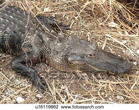 Everglades National Park, FL, Florida, Anhinga Trail, American Alligator View Large Photo Image Stock Image - Everglades National Park, FL, Florida, Anhinga Trail, American Alligator. Fotosearch