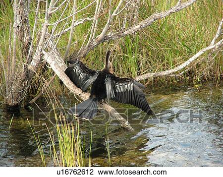 Everglades National Park, FL, Florida, Anhinga Trail, Anhinga Bird drying it's wings View Large Photo Image Stock Image - Everglades National Park, FL, Florida, Anhinga Trail, Anhinga Bird drying it's wings. Fotosearch
