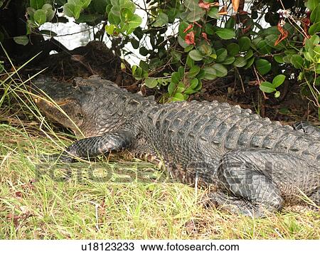 Everglades National Park, FL, Florida, Shark Valley, American Alligator View Large Photo Image Stock Image - Everglades National Park, FL, Florida, Shark Valley, American Alligator. Fotosearch