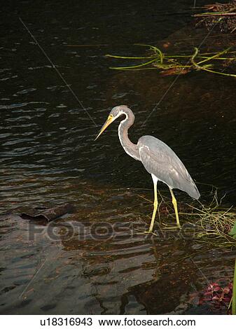 Everglades National Park, FL, Florida, Shark Valley, Blue Heron View Large Photo Image Stock Image - Everglades National Park, FL, Florida, Shark Valley, Blue Heron. Fotosearch