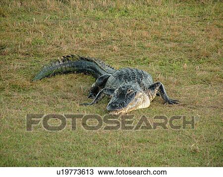 Stock Image -  Everglades National Park, FL, Florida, Flamingo, West Lake, American Alligator on land. Fotosearch