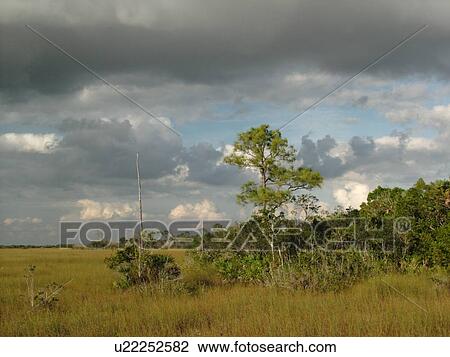Stock Image -  Everglades National Park, FL, Florida, wetlands, freshwater marsh. Fotosearch