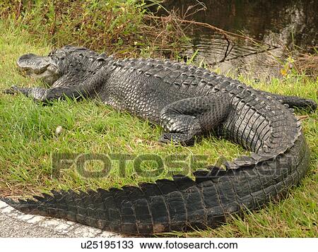 Everglades National Park, FL, Florida, Shark Valley, American Alligator View Large Photo Image Stock Image - Everglades National Park, FL, Florida, Shark Valley, American Alligator. Fotosearch