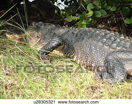 Everglades National Park, FL, Florida, Shark Valley, American Alligator View Large Photo Image Stock Image - Everglades National Park, FL, Florida, Shark Valley, American Alligator. Fotosearch