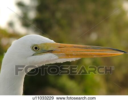 Everglades National Park, FL, Florida, Yellow-Billed Egret or Intermediate Egret View Large Photo Image Stock Photo - Everglades National Park, FL, Florida, Yellow-Billed Egret or Intermediate Egret. Fotosearch